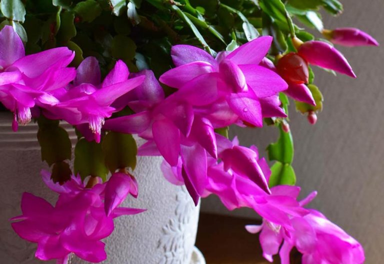 Christmas Cactus Christmas Cactus Care Alo Plant